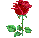 rose rouge
